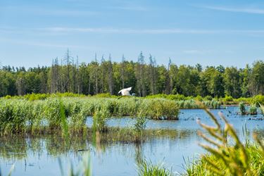 White bird over lake