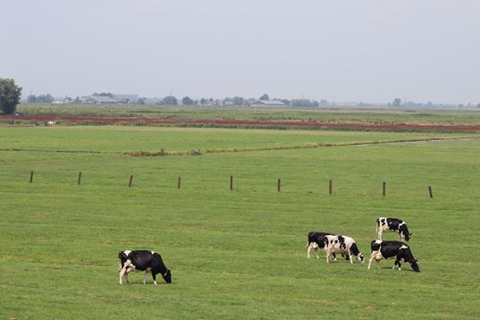 field with cows unsplash