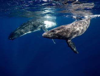 Φάλαινες στη θάλασσα