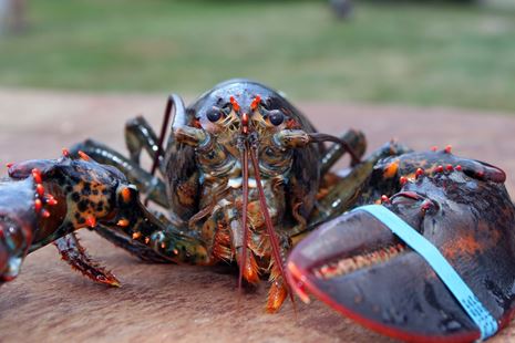 https://www.vegantimes.gr/media/45nh5bz4/lobster-1615906_1280.jpg?height=310