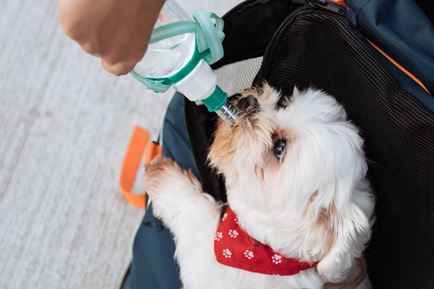 Άνθρωπος δίνει νερό σε σκύλο