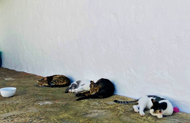 Γάτες σε σοκάκι ξαπλωμένες