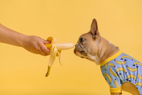 French bulldog tasting banana
