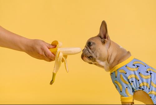 French bulldog tasting banana