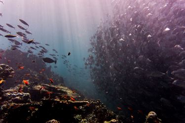 Fish near the sea bottom in Malaysia