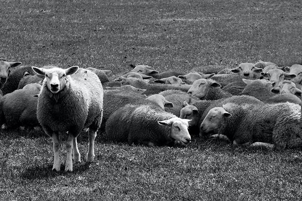 Ασπρόμαυρη φωτογραφία με πρόβατα
