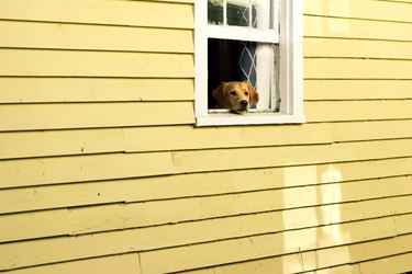 Σκύλος κοιτάει έξω από το παράθυρο