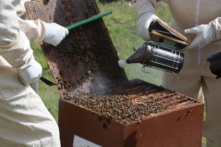 Δύο μελισσοκόμοι με ολόσωμες προστατευτικές στολές που χρησιμοποιούν καπνιστήρι και ξέστρο.