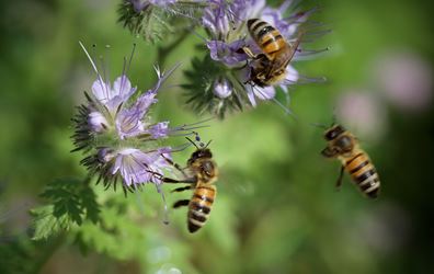 Μέλισσες σε λουλούδια