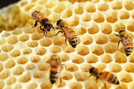 https://www.vegantimes.gr/media/k5jfybjh/bees-352206_1280.jpg?height=310