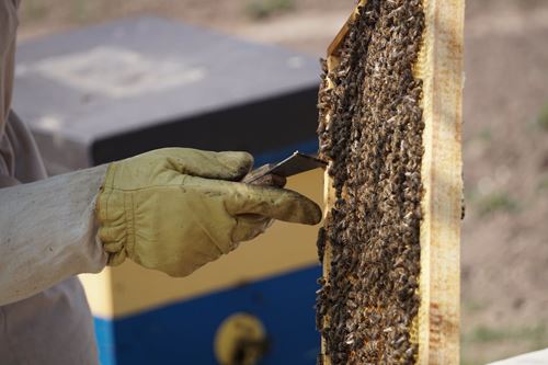 Μελισσοκόμος που χρησιμοποιεί ξέστρο για να απομακρύνει τις μέλισσες από την κερήθρα.