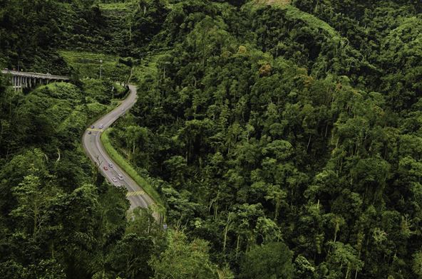 Δρόμος ανάμεσα σε καταπράσινο δάσος