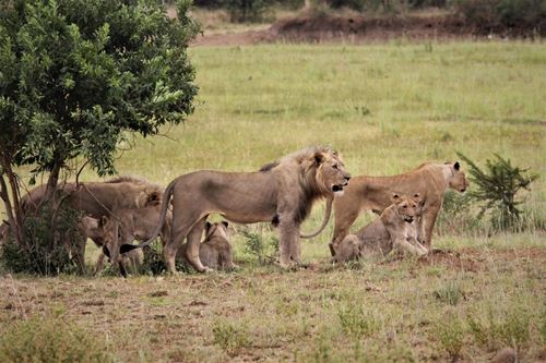 Οικογένεια λιονταριών στη φύση
