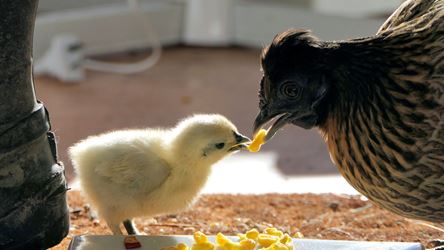 Hen feeding chicken