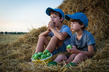 Δύο αγόρια κάθονται σε άχυρα και τρώνε μήλα.