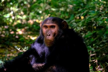 Χιμπατζής στη φύση
