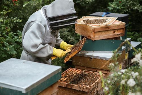 μελισσοκόμος με στολή προστασίας και ξύστρα