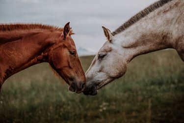 Δύο άλογα ακουμπούν τα κεφάλια τους και σχηματίζουν μία καρδιά.