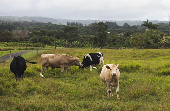 Αγελάδες στη φύση. Αγελάδες λευκές, με βούλες, με μαύρο τρίχωμα.