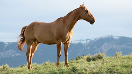 Άλογο ελεύθερο στη φύση | Unsplash