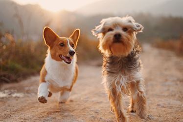 Σκύλοι στη φύση τρέχουν
