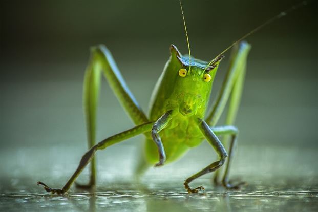 cricket grasshoper