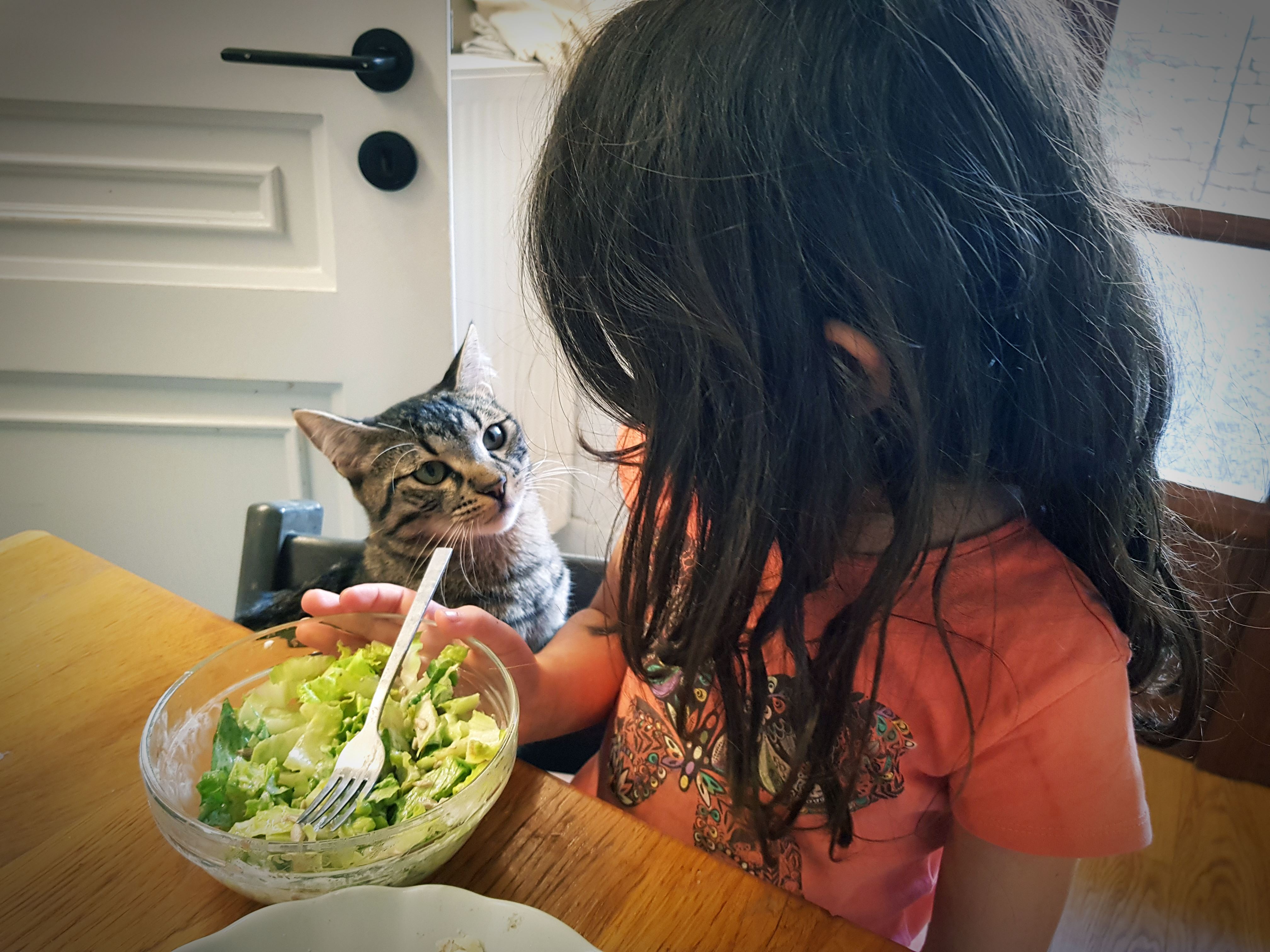 Κοριτσάκι τρώει σαλάτα και μία γάτα το κοιτά