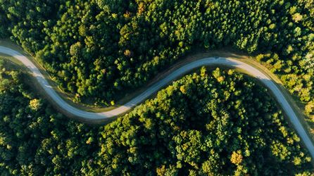 Road cutting forest in half