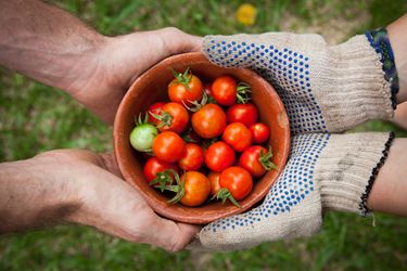 Hands holding a bowl of tomatoes