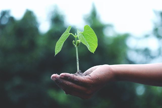 tree growing in human hand