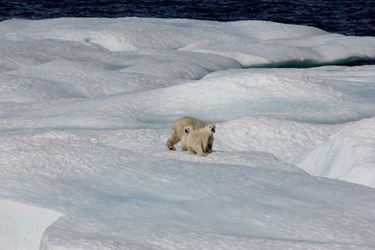 Πολικές αρκούδες στους πάγους