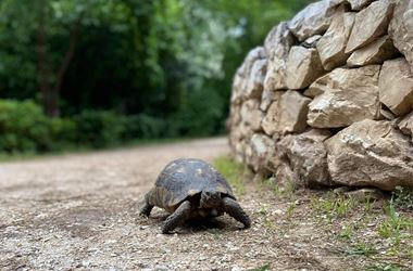 Χελώνα στο Ζάππειο. © Vegan Times